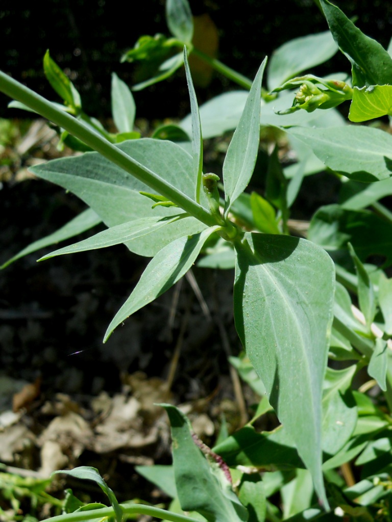 Centranthus ruber / Valeriana rossa